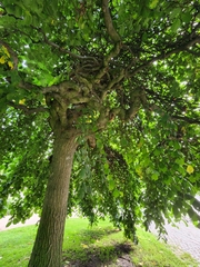 Ulmus