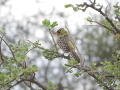 Trachyphonus darnaudii