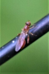 Sphegina