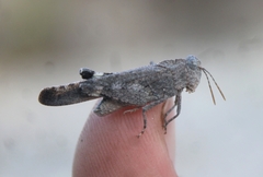 Lactista gibbosus