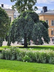 Ulmus