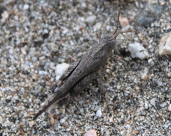 Lactista gibbosus