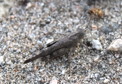 Lactista gibbosus