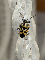 Eurydema ornata