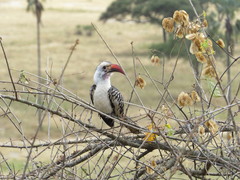 Tockus erythrorhynchus