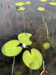 Nymphoides aquatica