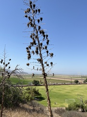 Asparagaceae