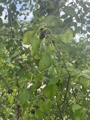 Rhamnus