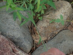 Hesperidanthus linearifolius