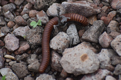 Orthoporus