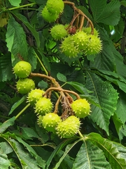 Aesculus hippocastanum