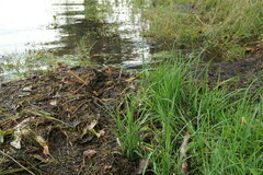 Agrostis stolonifera