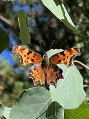 Polygonia gracilis