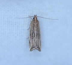 Helcystogramma hystricella