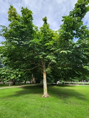 Aesculus hippocastanum