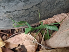 Sphodromantis viridis