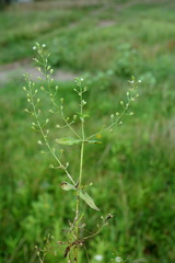 Veronica catenata