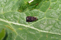 Selenodes karelica