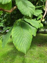 Aesculus hippocastanum