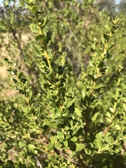 Baccharis pilularis