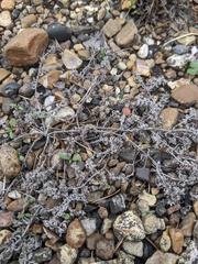 Angiospermae