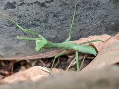 Sphodromantis viridis