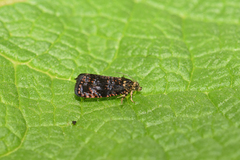 Selenodes karelica