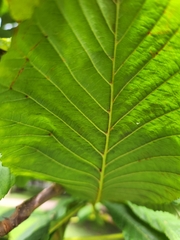 Aesculus hippocastanum