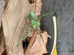 Sphodromantis viridis