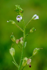 Veronica catenata