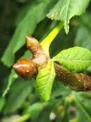Aesculus hippocastanum