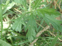 Jacobaea