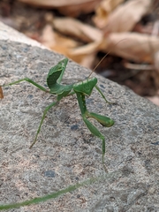 Sphodromantis viridis