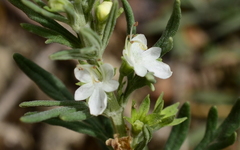 Teucrium trifidum