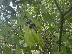 Rhamnus