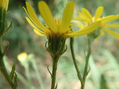 Jacobaea