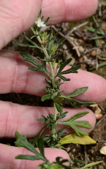 Teucrium trifidum