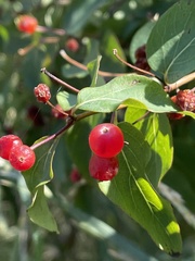 Lonicera tatarica