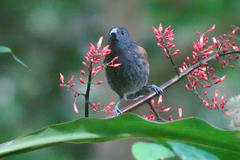 Ptiloprora erythropleura