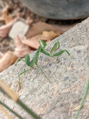Sphodromantis viridis