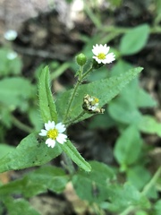 Galinsoga quadriradiata