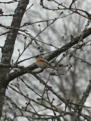 Fringilla montifringilla