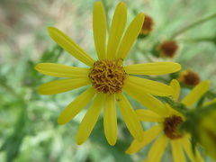 Jacobaea
