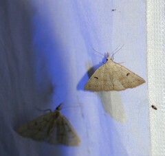 Chytolita morbidalis