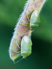 Chlorochroa