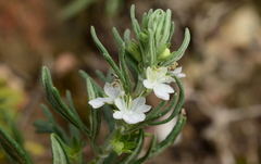 Teucrium trifidum