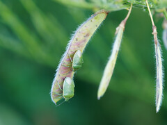 Chlorochroa