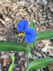Commelina erecta