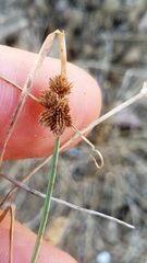 Cyperus acuminatus