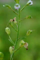 Veronica catenata